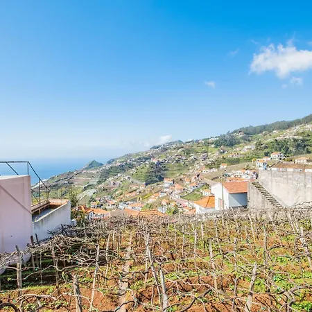 Vineyard By Homie Camara de Lobos